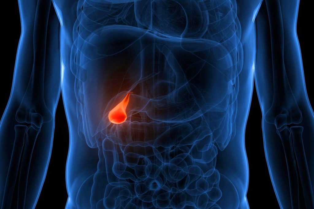 Illustration of the gallbladder highlighted in the abdomen